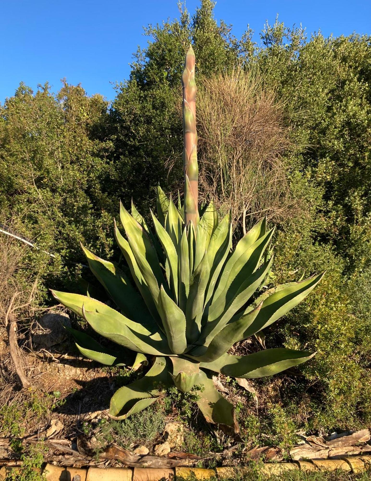 Kokkini Peach House Daire Kokkínion Dış mekan fotoğraf